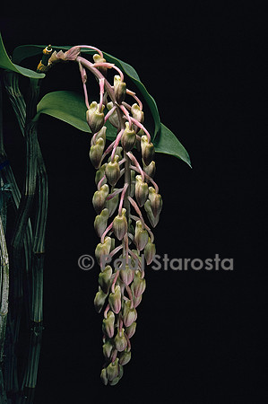 Dendrobium amabile