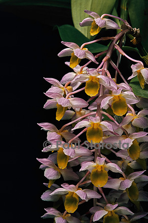 Dendrobium amabile
