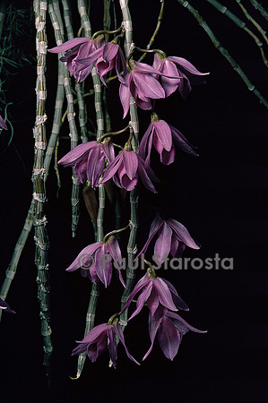 Dendrobium anosmum