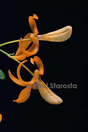 Dendrobium arachnites