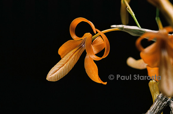 Dendrobium arachnites