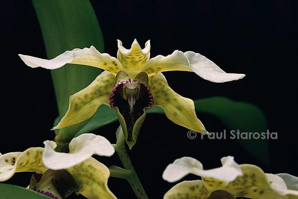 Dendrobium atroviolaceum
