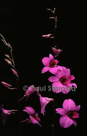 Dendrobium bigibbum