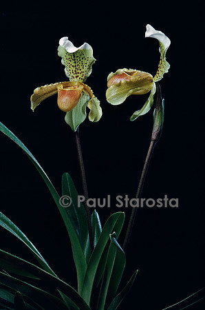 Paphiopedilum insigne