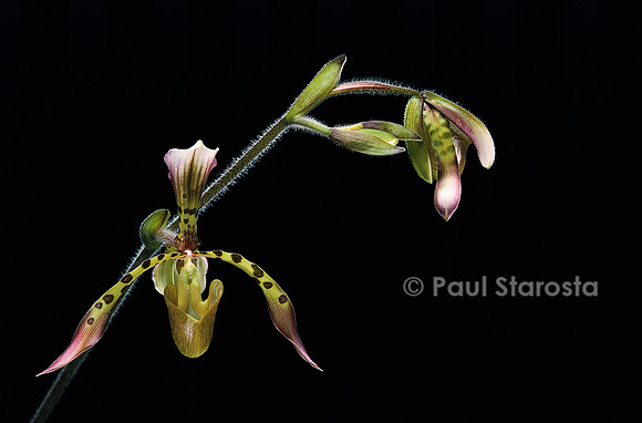 Paphiopedilum haynaldianum