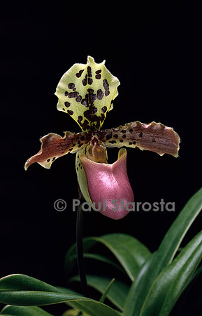 Paphiopedilum henryanum