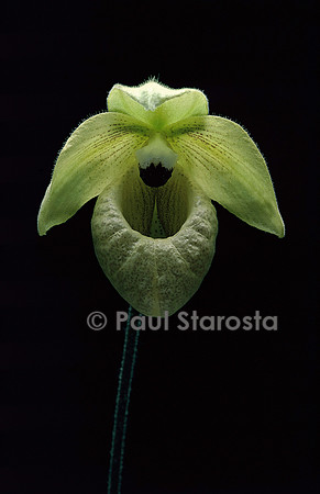 Paphiopedilum malipoense