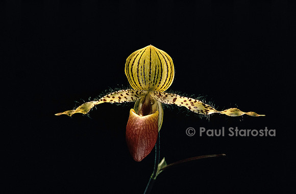 Paphiopedilum rothschildianum x P. glaucophylla