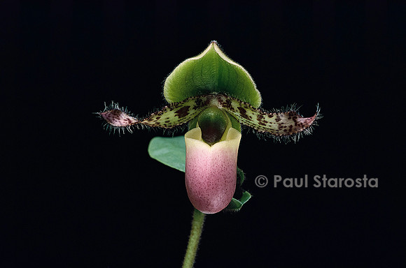 Paphiopedilum Pinocchio