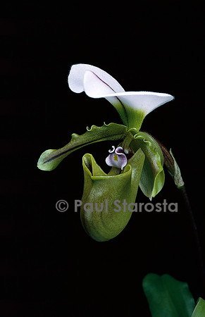 Paphiopedilum spicerianum