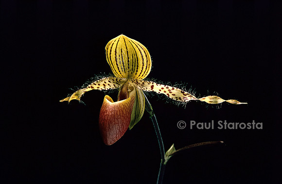 Paphiopedilum rothschildianum x P. glaucophylla