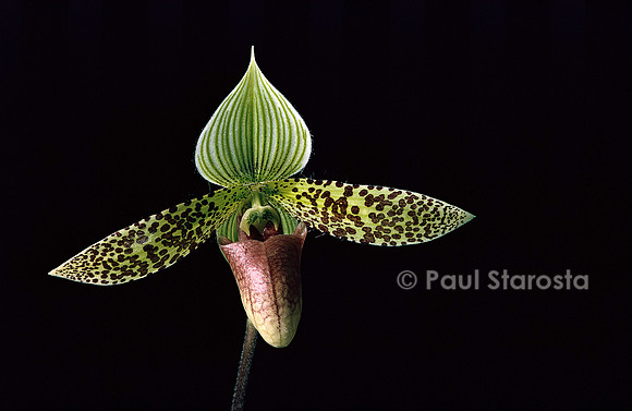 Paphiopedilum sukhakulii