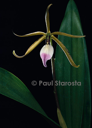 Prosthechea brassavolae