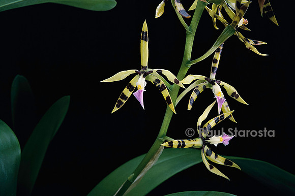 Prosthechea prismatocarpa