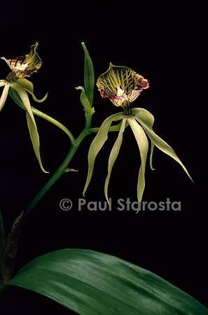 Prosthechea cochleata v. cochleata