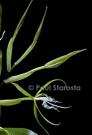 Epidendrum ciliare
