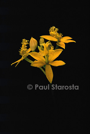 Epidendrum ibaguense