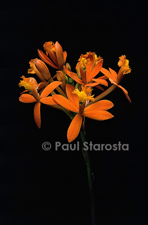 Epidendrum ibaguense