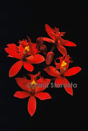 Epidendrum ibaguense