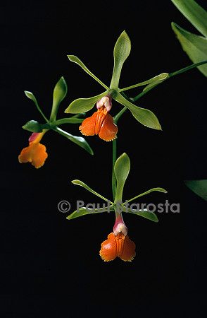 Epidendrum pseudepidendrum