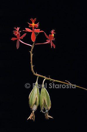 Epidendrum radicans - fruits