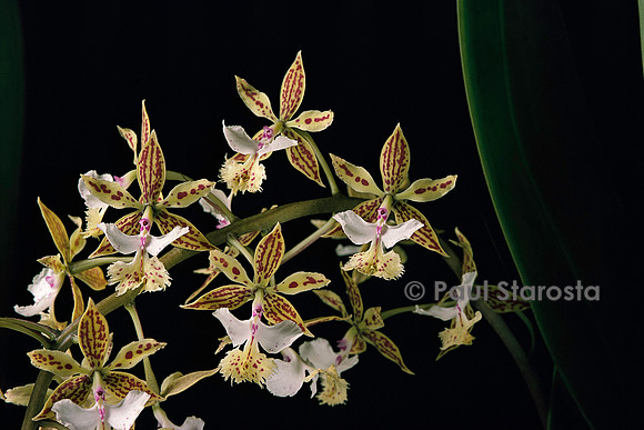 Epidendrum stamfordianum