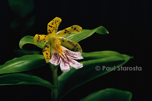 Epidendrum wallisii
