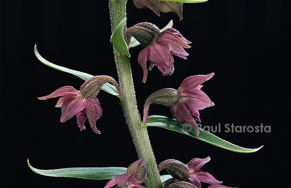 Epipactis atrorubens (helléborine rouge)