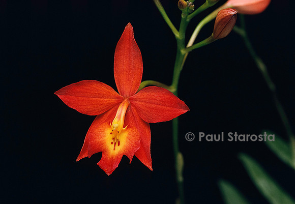 Epiphronitis veitchii