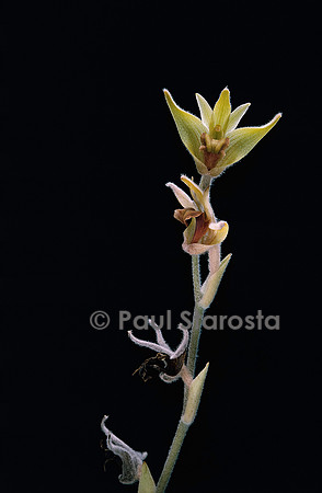 Eria albidotomentosa