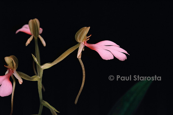 Habenaria rhodocheila