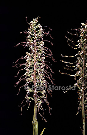Himantoglossum hircinum (orchis bouc)