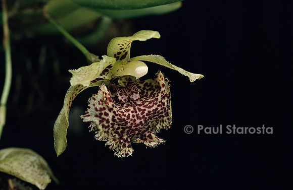 Kefersteinia graminea