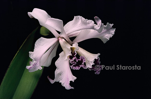 Laelia crispa
