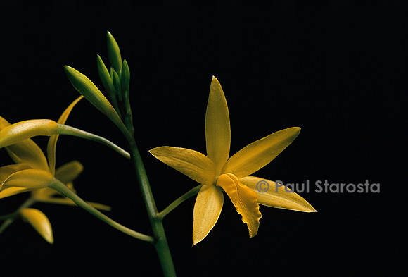 Laelia flava