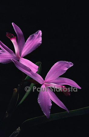 Laelia perrinii