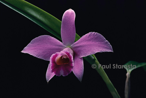 Laelia pumila