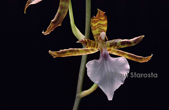 Rhynchostele bictoniensis