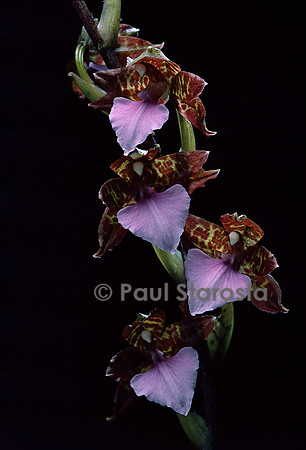Rhynchostele bictoniensis