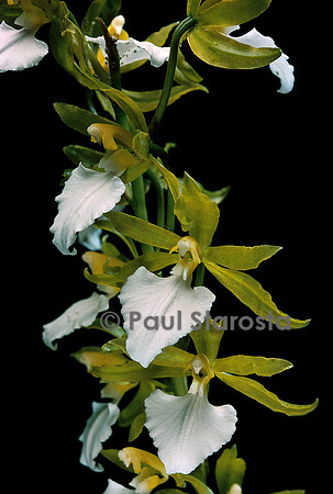 Rhynchostele bictoniensis v. alba