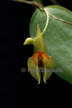 Lepanthes helicocephala
