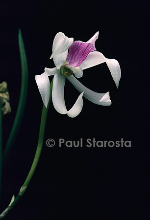 Leptotes bicolor