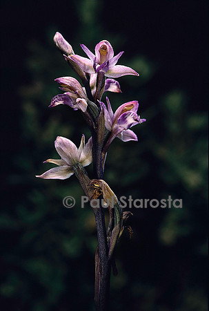 Limodorum abortivum (limodore)