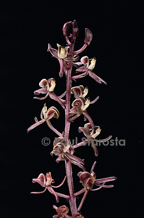 Liparis formosana