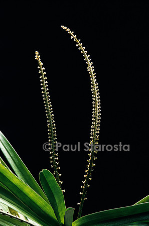 Listrostachys pertusa
