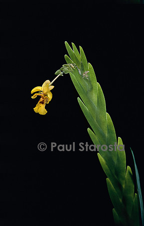 Lockhartia oerstedii