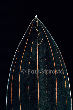 Ludisia discolor - feuille