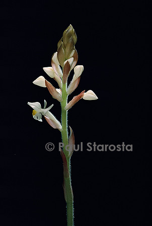 Ludisia discolor