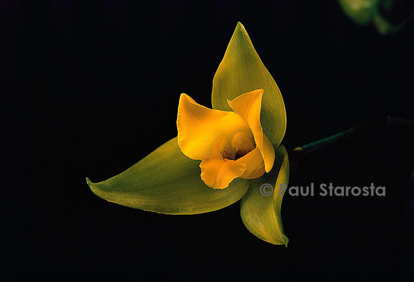 Lycaste aromatica