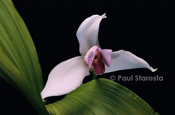 Lycaste skinneri